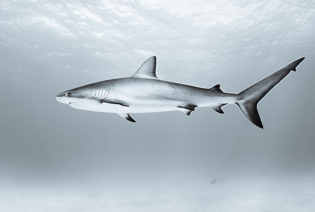 ¿Deberíamos temer la reaparición de Megalodon? Una reflexión sobre la conservación de especies marinas.