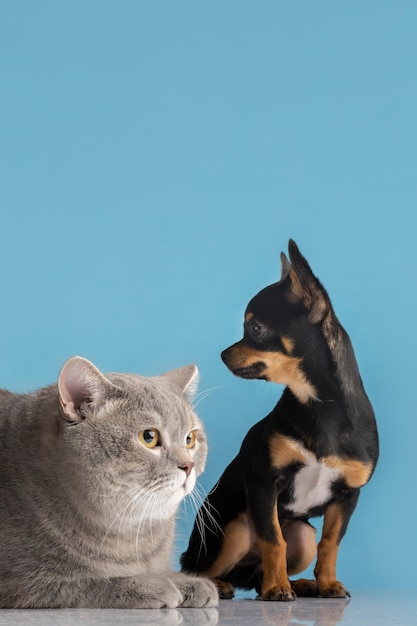 ¿Es Don Gato un héroe o un villano? La polémica sobre su verdadera personalidad.