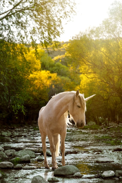 ¿Es Mi Pequeño Pony un estereotipo de género? Reflexiones sobre la influencia de los juguetes en la construcción de identidades.