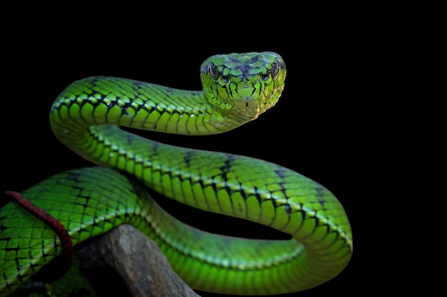 ¿Es Slither.io un juego adictivo y peligroso para los niños? Una reflexión sobre los riesgos de la exposición a la tecnología y la necesidad de establecer límites claros.