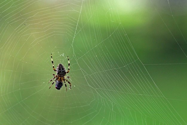 ¿Es el Hombre Araña un buen modelo a seguir para los niños? La reflexión sobre la responsabilidad y el uso de la violencia en los superhéroes.