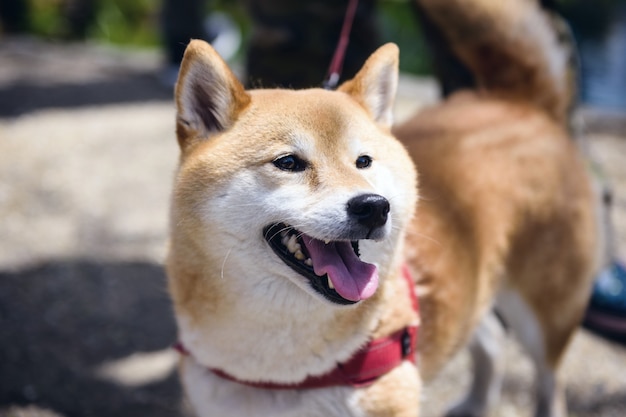 ¿Es realmente admirable la lealtad de Hachi? Una reflexión sobre el concepto de fidelidad en la relación humano-animal.