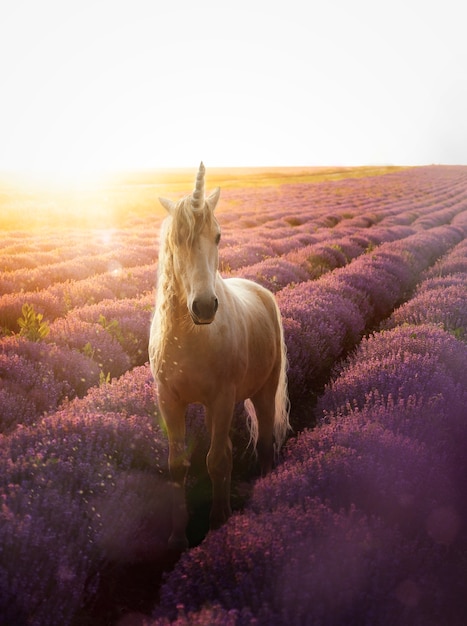 ¿Existen los Unicornios en la actualidad?