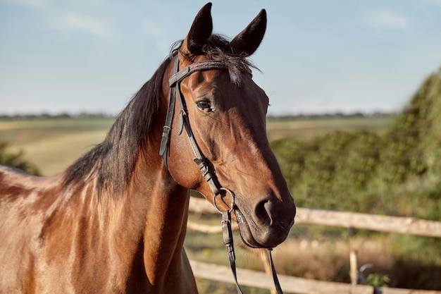 ¿Fue Caballo Loco un héroe o un villano? Descubre la verdad y decide por ti mismo