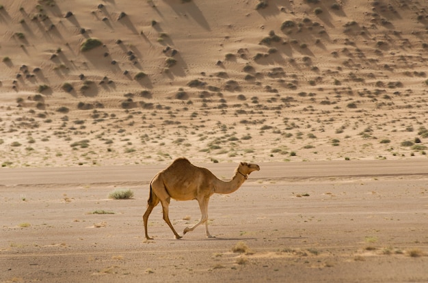 ¿Fue Lawrence de Arabia realmente un héroe? La polémica detrás de su legado