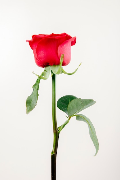 ¿Fue Rose una verdadera heroína o una egoísta? La polémica sobre su decisión en el final de la película Titanic.