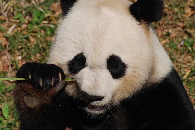 ¿Kung Fu Panda es una apropiación cultural? Reflexiones sobre la representación de la cultura china en el cine occidental