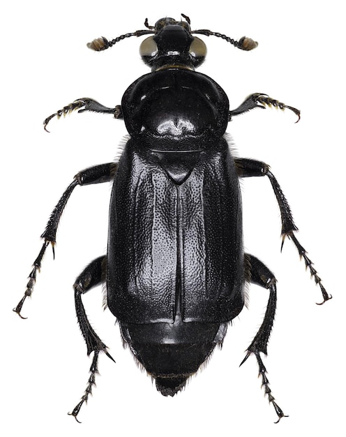 ¿Ladi Bug: ¿una muñeca común o una compañera mágica?