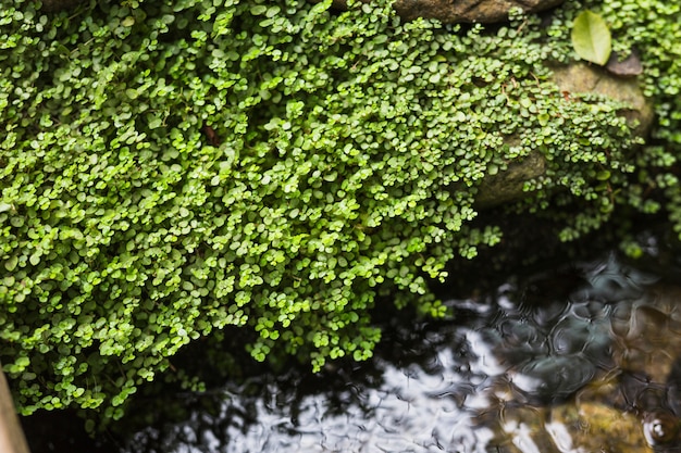 ¿Los creepers son amigos o enemigos? La polémica sobre su verdadera naturaleza