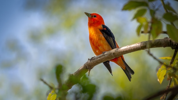 ¿Pájaro el chiru chiru fue un héroe o un villano? La polémica sobre su verdadera identidad.