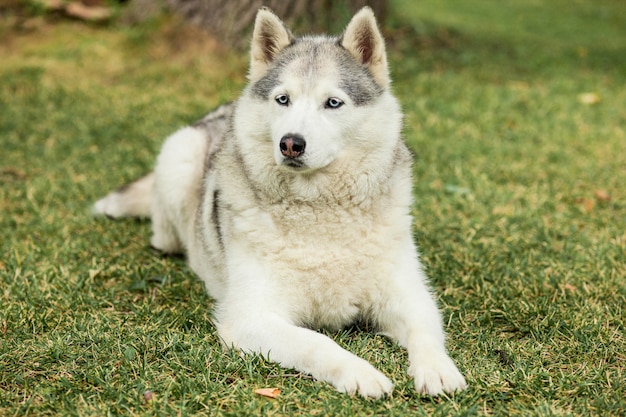 ¿Por qué la historia de Balto el perro lobo sigue generando controversia? ¡Reflexiona sobre el papel de los héroes en nuestra sociedad!