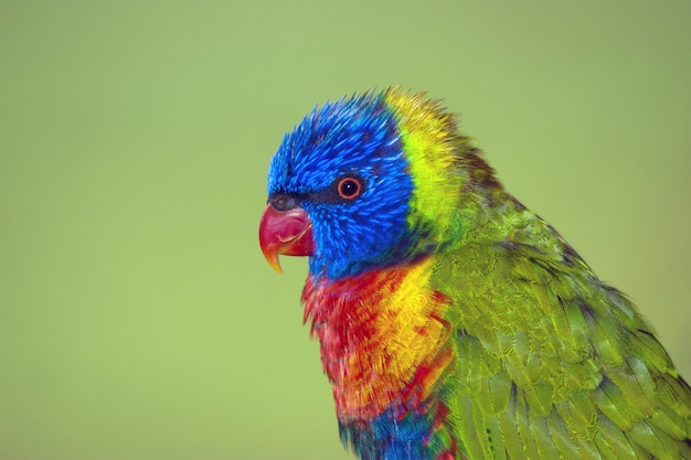 ¿Qué hay detrás del Pájaro Loco? Una reflexión sobre la importancia de la preservación de la fauna silvestre.