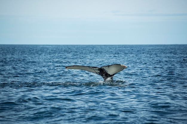 ¿Qué lleva a los jóvenes a participar en el juego de la Ballena Azul? Reflexiones sobre la necesidad de atención y el papel de las redes sociales.
