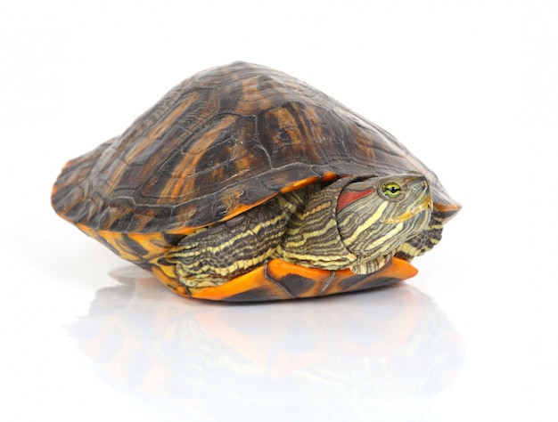 ¿Qué nos enseña la historia de la Tortuga Manuelita sobre la conservación de la biodiversidad?