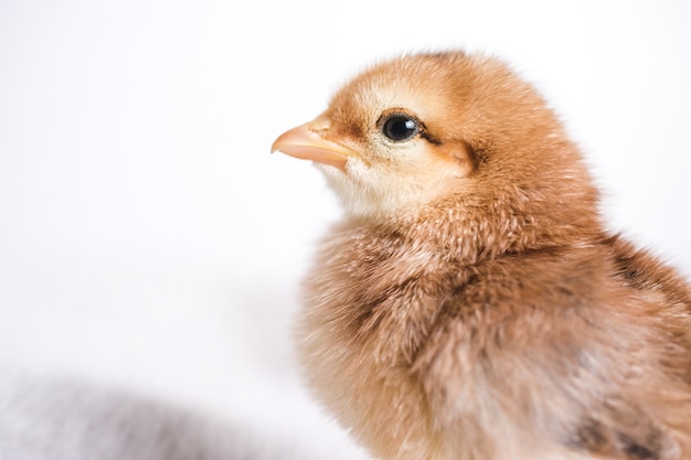 ¿Qué nos enseña realmente el Patito Feo?