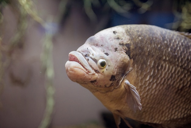 ¿Qué podemos hacer para salvar a los peces blancos de Pátzcuaro?: Una reflexión sobre la conservación de la biodiversidad.