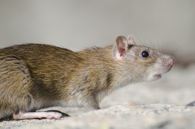 ¿Real o falso? La polémica sobre la autenticidad de Suicide Mouse y su impacto en la cultura popular.