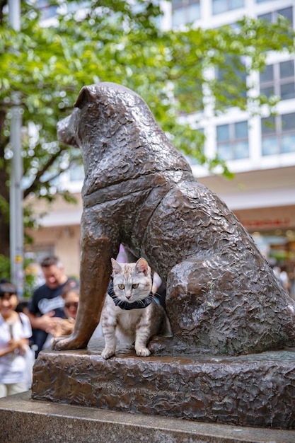 ¿Realmente Hachiko era un ejemplo de lealtad o solo fue explotado por la sociedad?