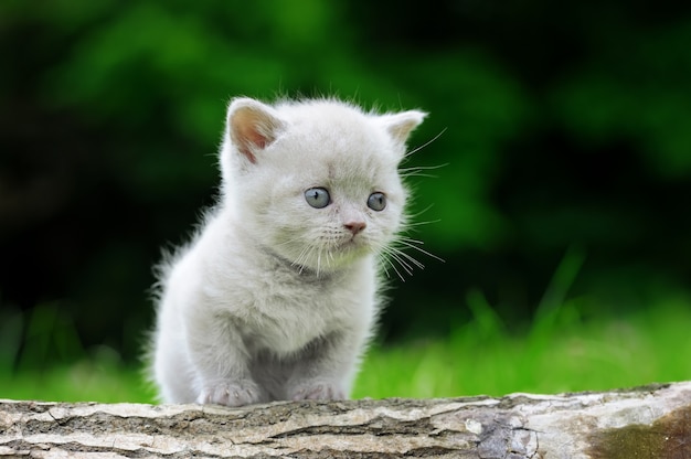 ¿Realmente conocemos al Gato Tom? Descubre la verdad detrás de su popularidad