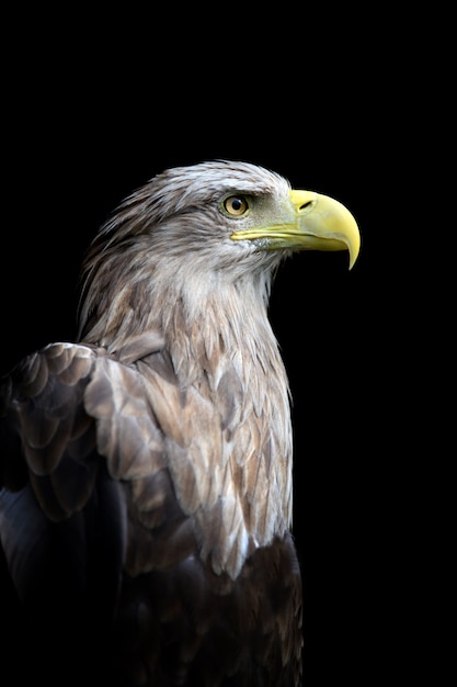 ¿Realmente conoces la verdad detrás del derribo del Black Hawk? Descubre la historia completa y reflexiona sobre las consecuencias de la guerra.