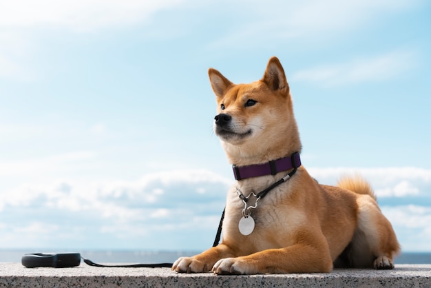 ¿Realmente deberíamos idolatrar la lealtad ciega de Hachiko? Una reflexión sobre la verdadera naturaleza del amor y la fidelidad.