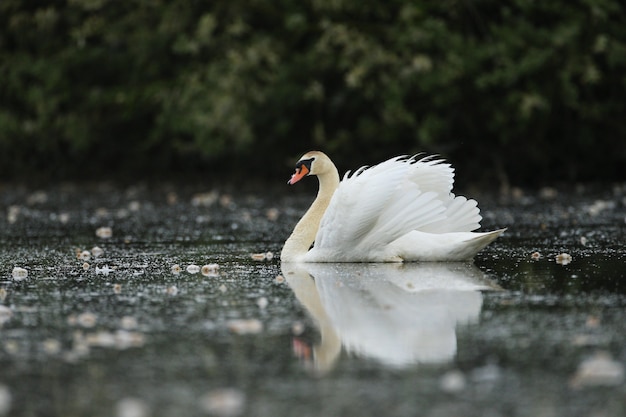 ¿Realmente el Lago de los Cisnes es un lugar de ensueño o esconde algo más oscuro?