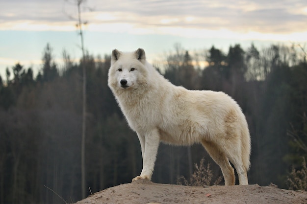 ¿Realmente el Lobo Feroz fue el villano o solo una víctima de la sociedad? Una reflexión necesaria