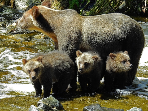 ¿Realmente es ético mantener a un oso en cautiverio para el entretenimiento humano? Reflexiona sobre la historia de Maya y el Oso