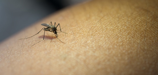 ¿Sabías que la Chikungunya no es solo una enfermedad, sino una historia de desigualdad y negligencia? Descubre la verdad detrás de esta epidemia y cómo podemos evitar que vuelva a suceder.