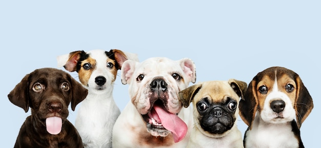 ¿Son las mascotas una forma de explotación animal? La reflexión necesaria sobre nuestra relación con ellos.