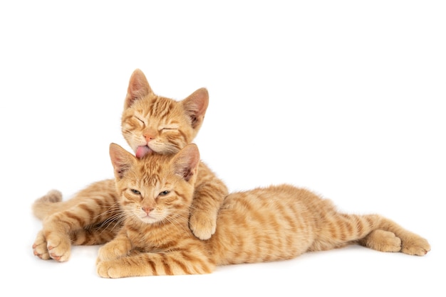 ¿Son los gatos realmente nuestros amigos? Una reflexión sobre su comportamiento y su impacto en el medio ambiente.